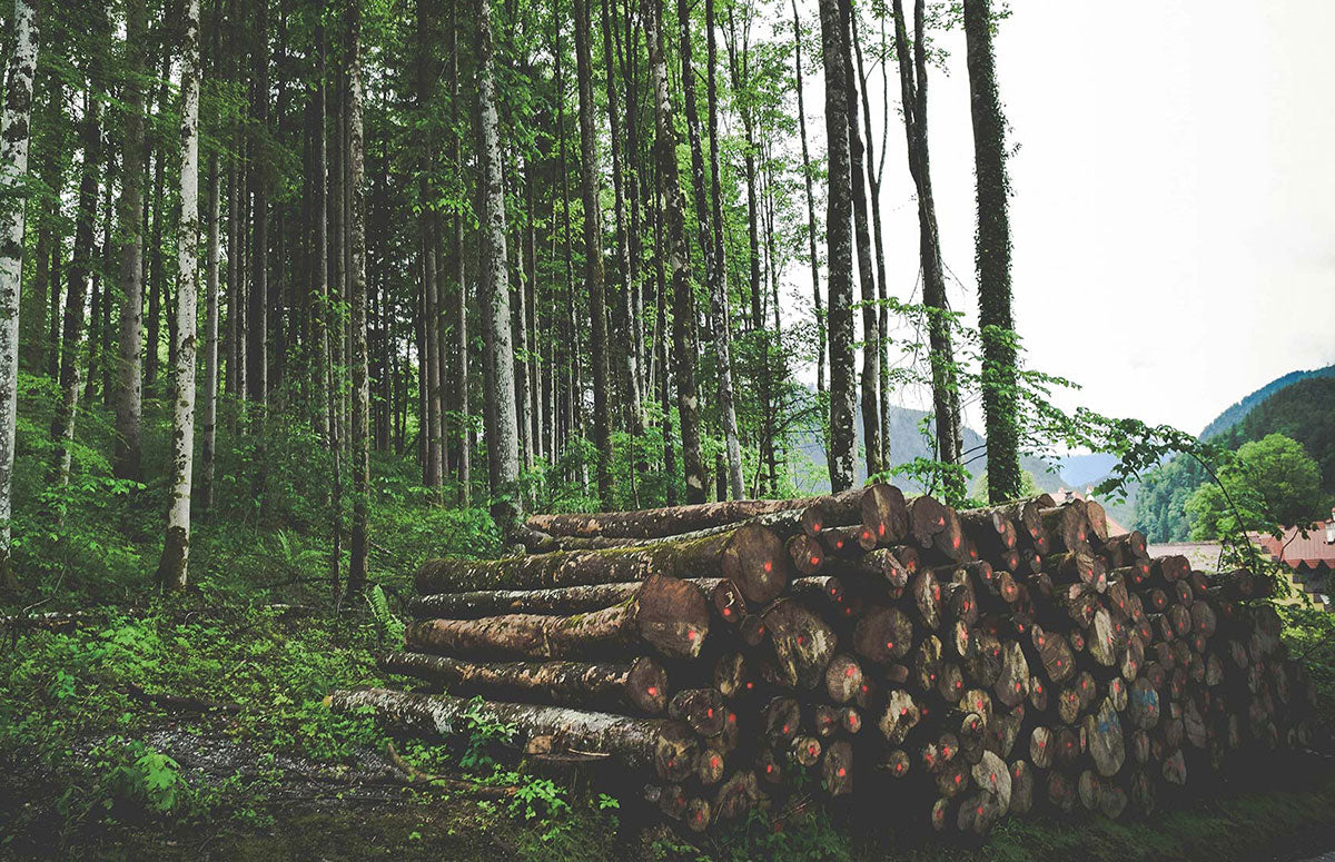 Picture of a Logging & Forestry Site with a stack of Logs cut from a forest