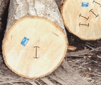 Logsavers Log Protectors (Box of 1000)