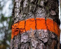 Top States Leading the Way in Tree Marking Paint Usage