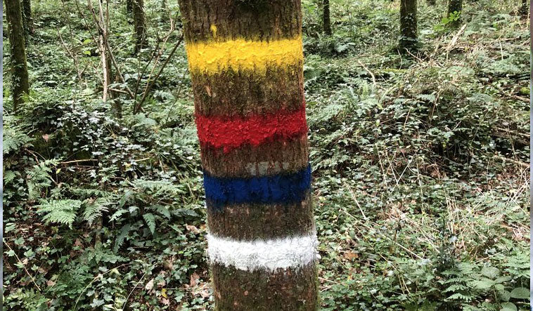 Painted Tree Bar Code Tree Marking Paint in Forestry and Logging | CSP Forestry