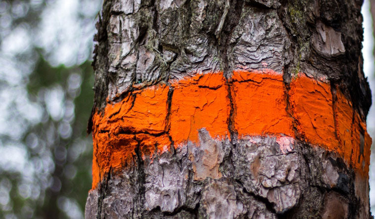 Top States Leading the Way in Tree Marking Paint Usage